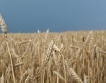 Русия ще изнесе 25 млн. тона зърно до 2012 г.?