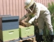 Спряха приема на пчеларски проекти 