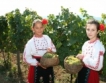 Илинденци: Качествена реколта от грозде