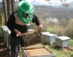 Пчеларството – застаряващ бизнес 