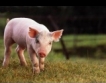 Свинското месо поскъпва заради Китай