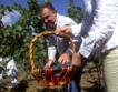 Добра реколта 2011 очакват българските винари