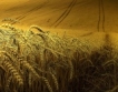 Започва изкупуване на пшеница