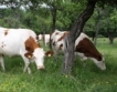 37 млн. лв. за млечното животновъдство 