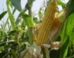 Ръст в производството на царевица за зърно
