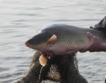   5.3 кг риба консумира българинът
