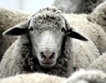 Украйна спира вноса на овче месо от България