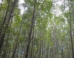 МЗХ обсъжда реформа в горския сектор