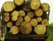 Търговията с дървесина на ССБ продължава