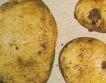 Ниски цени на картофите в Гърция