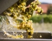 685 хил. лв. за лозаро-винарския сектор 