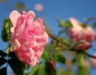 Създава се бранд “Долината на розите”