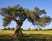 Испания спасява древни маслини
