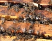 Одобрени проекти по пчеларство 