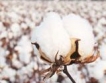 Индия отново изнася суров памук