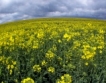 Ръст на био производството в България