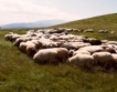 5 млн. лева за овце и кози
