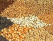 Спира продажба на семена за зърно