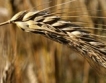 Изобилие от пшеница