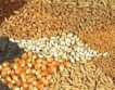 50% пшеницата със сертифицирани семена