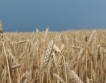 Германия - рекордно скъпо зърно