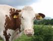 Колко са био кравите в България?