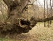 „Дърво с корен 2012”: 5 дни до края на гласуването 
