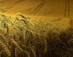 Пшеницата : драматичен обрат на пазара