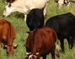 4,46 млн. лв. субсидии за месодайни говеда