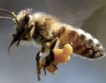 Пчеларите са усвоили 50% повече субсидии през 2009