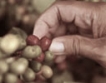 Чавес национализира и производството на кафе 