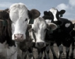 Одобриха допълнителни субсидии за млекопроизводителите