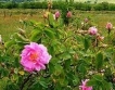 България в защита на розовото си масло