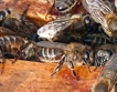 Директни плащания за пчеларите