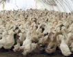 ОАЕ забрани птичи продукти от България