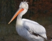 80 къдроглави пеликани в „Сребърна” 