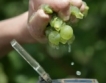 Нови сортове грозде от Плевен