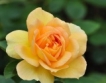 Днес представят 20 сорта роза "Дамасцена"