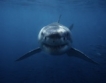 ЕС втвърди забраната за улов на акули