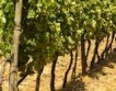 ЕС/САЩ: Пестициди във виното