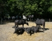 Сливен: 78 породи на животновъдното изложение 