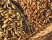 Силно търсене на българска  пшеница 