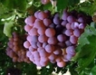 260 хил.т. грозде - очаквана реколта