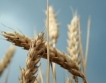 Украйна – втори световен износител на зърно 
