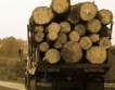 Продажбата на дървесина с недоказан произход не спира  