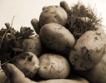 Картофопроизводителите масово ползват холандски и немски семена