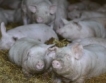 Литва ще унищожи 90% от свинете 
