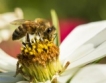 1 833 заявленията по пчеларската програма 