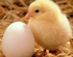 Пазарът на яйца и птиче месо – тенденции 