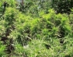 Разочароващи продажби на марихуана в Колорадо